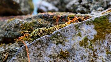 Red weaver ants is walking on the wall surface photo