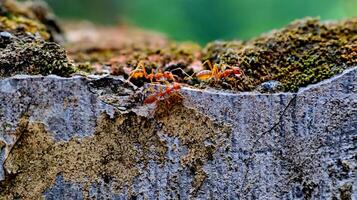 Red weaver ants is walking on the wall surface photo