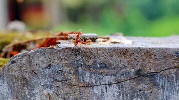Red weaver ants is walking on the wall surface photo