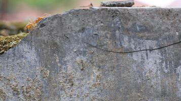 Red weaver ants is walking on the wall surface photo