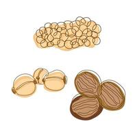 Nutmeg Pecan Coriander Seeds Spice Condiment in Line Art Style vector