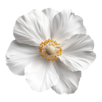 Digital Rendering of Single White Flower with Bright Yellow Center on Transparent background AI-Generative png