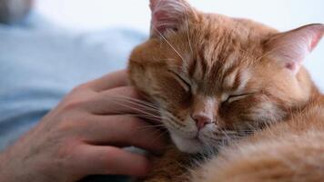 Bearded man hugging and stroking ginger cat close-up. Selective focus on cat's muzzle. video