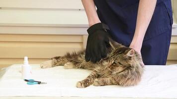 The veterinarian combs the Maine Coon cat with gloves, provides grooming and regular care for purebred pets, provides first aid, and removes parasites, fleas and ticks. video