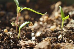 Fresh Green Seedlings are Swiftly and Promptly Emerging from NutrientRich and Fertile Soil photo