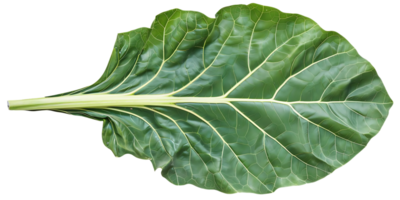Green Leaf with Veins Illustration png