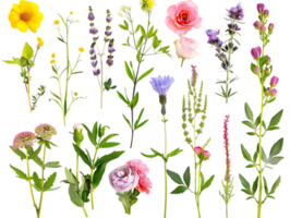 Blooming Flowers with Transparent Background, A Collection of Vibrant and Beautiful Botanicals with Transparent Backdrop png