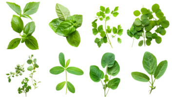 Fresh Green Herbs Isolated on Transparent Background, Ideal for Culinary and Design Applications png
