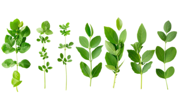 Green Leaves Isolated on Transparent Background, Perfect for Design Projects, Natural Elements, Botanical Illustrations, and More png