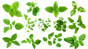 Fresh Green Basil and Mint Leaves with a Transparent Background, Ideal for Culinary and Design Projects png