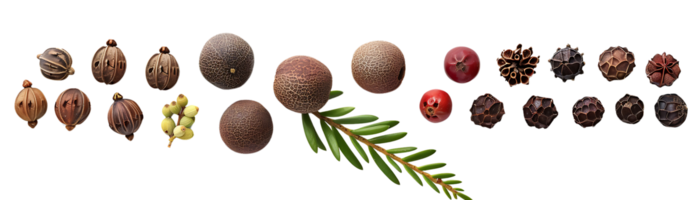 Black Peppercorns, Juniper Berries, and Red Cranberries Arranged on a White Background, with a Sprig of Green Leaves, Transparent Background png