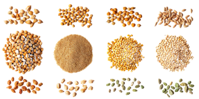 Coriander Seeds, Mustard Seeds, Amaranth Seeds, and Cardamom Pods with Transparent Background png