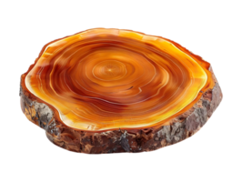 Polished Wooden Tree Slice with Transparent Background, A Detailed Look at the Growth Rings of a Tree Slice with Transparent Background png