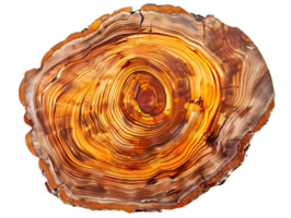 Close-up View of a Tree Trunk's Growth Rings with Transparent Background png