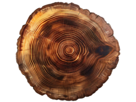Tree Trunk Cross Section with Visible Growth Rings on Transparent Background png