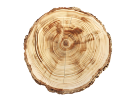 The Detailed Texture of a Tree Cross Section with a Transparent Background png