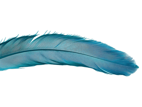 un soltero azul pluma con un transparente fondo, un ligero azul pluma, un azul pájaro pluma, un delicado pluma, un hermosa pluma, un suave pluma, un pluma con un transparente fondo, un pluma en un negro fondo, un soltero pluma, un azul Fea png