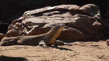 Komodo dragon or Komodo monitor sunbathing - Varanus komodoensis video