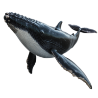 Humpback whale swimming gracefully underwater png