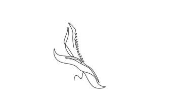 Animated self drawing of continuous line draw of whole peeled healthy organic corn crop for farm or field logo identity. Fresh maize concept for starchy vegetable icon. Full length one line animation video