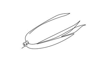 Animated self drawing of continuous line draw of whole healthy organic corn crop for farming or harvesting logo identity. Fresh maize concept for starchy vegetable icon. Full length one line animation video