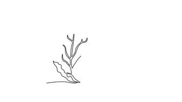 Self drawing animation of single line draw of whole healthy organic headed cabbage for farm logo identity. Fresh biennial plant concept for vegetable icon. Continuous line draw. Full length animated video