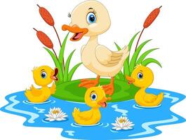 Mother duck swims with her three little cute ducklings in the pond vector