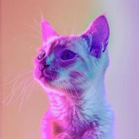 A cat wearing sunglasses and a hat, with a rainbow background. photo