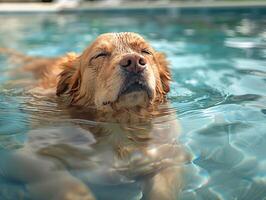 A golden retriever swimming in a pool with its eyes closed and a blissful expression on its face. photo