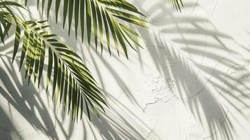 Palm leaves and shadows on a white wall photo