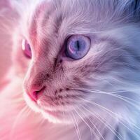 A close up of a white cat with blue eyes, looking to the right with a pink and blue background. photo