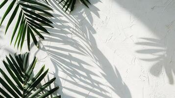 The shadows of palm leaves on a white wall. photo