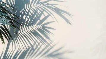 The shadow of a palm leaf on a white wall. photo
