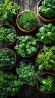 A variety of herbs and leafy greens in pots arranged around a weathered wooden surface, vibrant foliage contrasting with the rich, dark wood, fresh and inviting photo