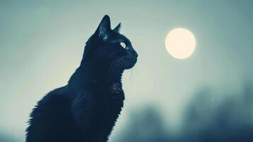 Close-up of black cat silhouettes against a moonlit background, creating a chilling and mysterious scene, editorial photography, empty space for text on left photo