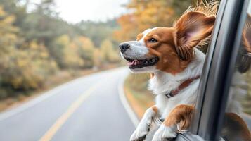 Dog with its head out the window and ears flapping in the wind on a scenic road, road trip with dog, carefree and fun photo