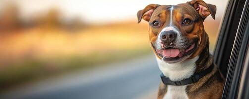 Happy dog looking out of the car window during a road trip, road trip with dog, joyful and adventurous photo