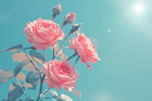 A beautiful bouquet of pink roses in front of a turquoise background. photo