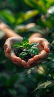 Hands gently holding a young green plant, symbolizing growth, care, and connection to nature. Ideal for environmental and sustainability concepts. photo