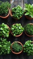 A variety of herbs and leafy greens in pots arranged around a weathered wooden surface, vibrant foliage contrasting with the rich, dark wood, fresh and inviting photo
