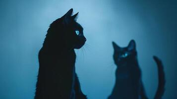Black cat silhouettes with arched backs and poised tails, haunting and enigmatic, editorial shot, empty copy space for text photo