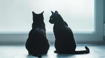 Black cat silhouettes with arched backs and poised tails, haunting and enigmatic, editorial shot, empty copy space for text photo