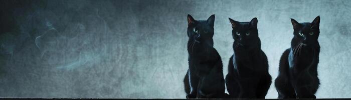 Black cat silhouettes with arched backs and mist-filled crystal balls, haunting and enchanting scene, editorial shot, empty copy space for text photo