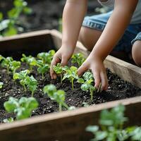 Child using their bare hands to carefully plant young vegetable seedlings in a raised garden bed photo