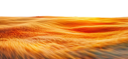 Golden wheat field at sunset in summer, cut out - stock . png