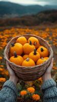 Hands holding basket filled with pumpkins in autumn field. Fall season, harvest. Vertical PoV image photo