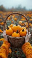 Hands holding basket filled with pumpkins in autumn field. Fall season, harvest. Vertical PoV image photo