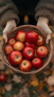 First-person view of hands holding basket with apples in autumn field. Fall harvest. Vertical banner photo