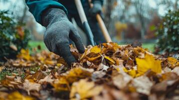 A person in gloves picking up fallen leaves from the ground with a rake. Yard work. Fall season photo