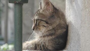 A Relaxed Tabby Cat is Comfortably Resting by the Window while Enjoying the Daylight video